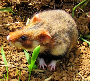 Hamster femelle dans un champ - copie